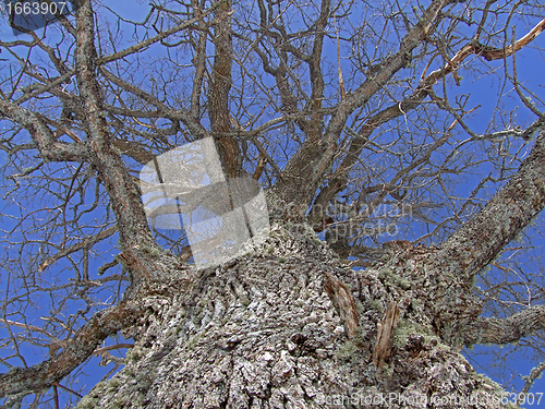 Image of trunk of old oak tree, naked branches in sky