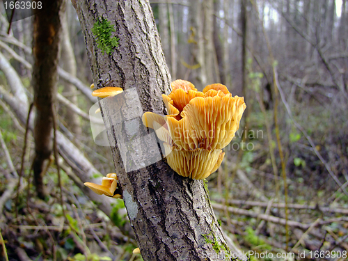 Image of mushrooms on a tree, autumn forest