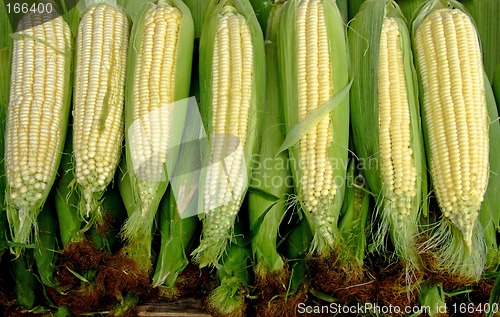 Image of Fresh corn clips