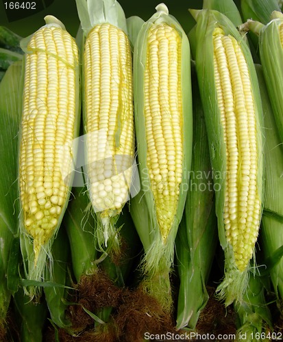 Image of Organic corn clips