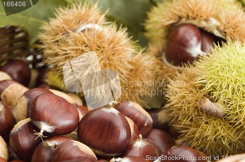 Image of chestnut