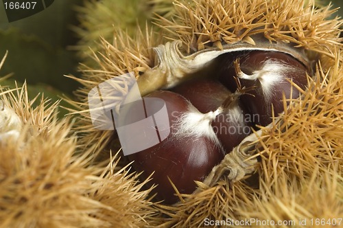 Image of chestnut