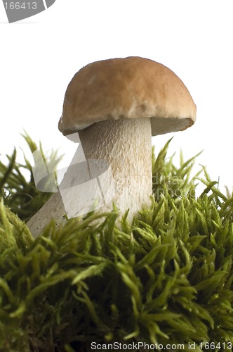 Image of mushroom