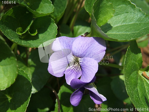 Image of violet