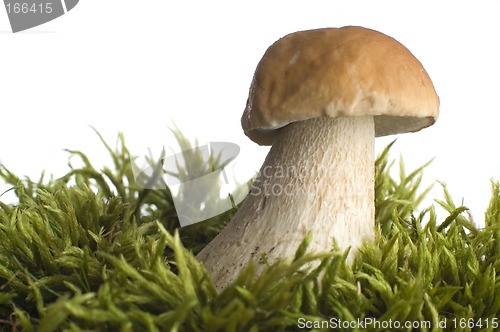 Image of mushroom