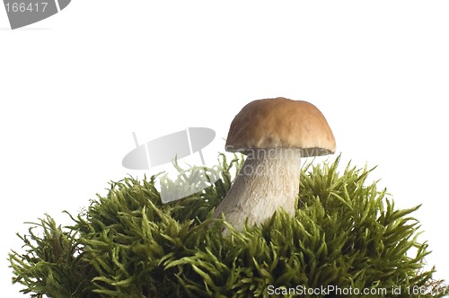 Image of mushroom