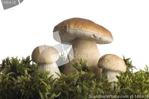 Image of mushrooms