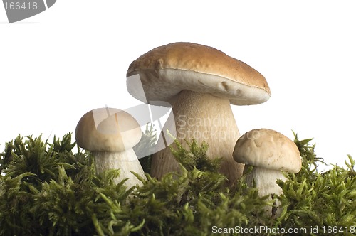 Image of mushrooms