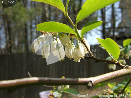 Image of blueberry blossoms