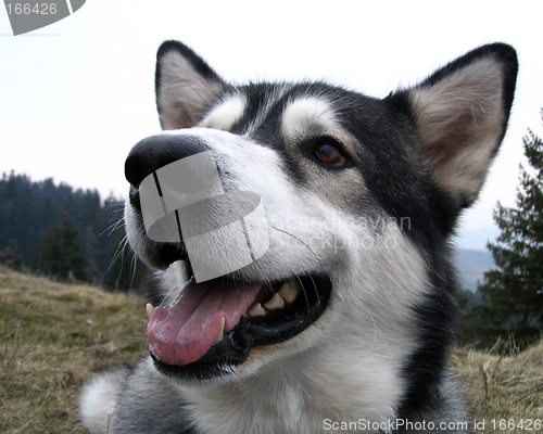 Image of Close up of an alaskan malamute dog