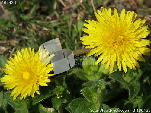 Image of two dandelions