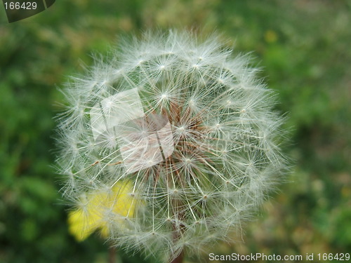 Image of dandelion puff