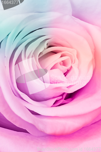Image of multicolor rose