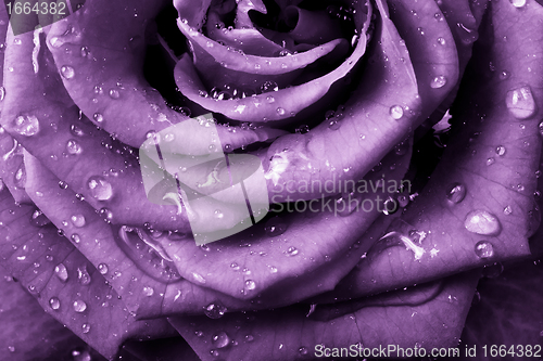 Image of violet rose