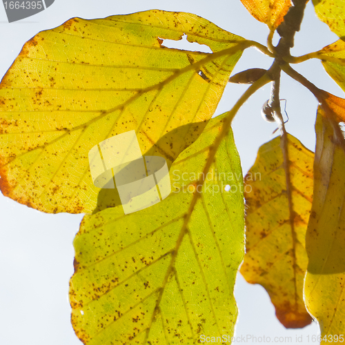 Image of autumn foliage