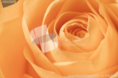 Image of orange rose macro