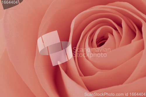 Image of pink rose macro