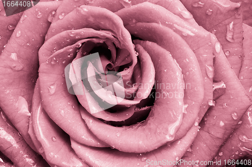 Image of pink rose