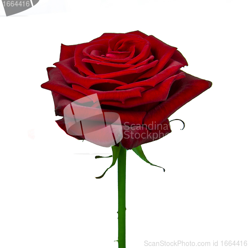 Image of red rose