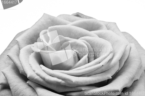 Image of white rose