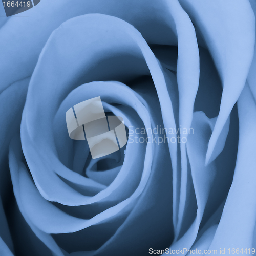 Image of blue rose close up