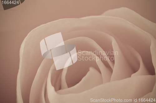 Image of rose macro