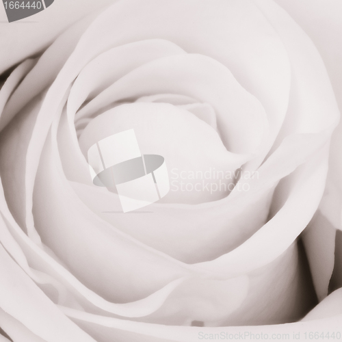 Image of white rose close up