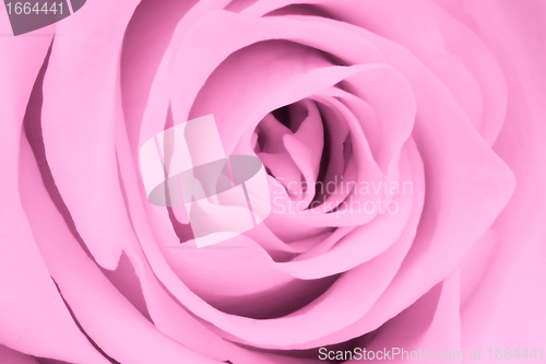 Image of pink rose close up