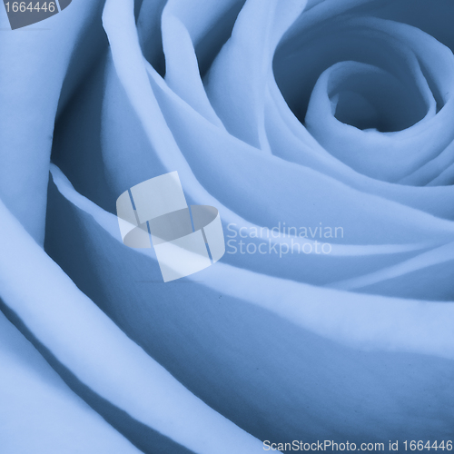 Image of blue rose close up