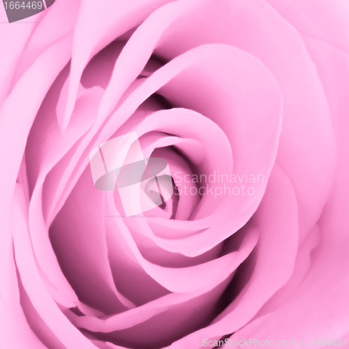 Image of pink rose close up