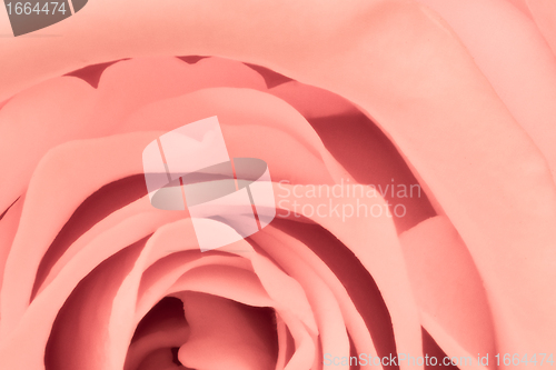 Image of pink rose close up