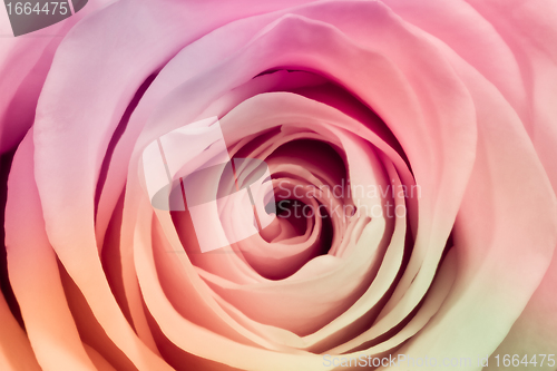 Image of multicolor rose