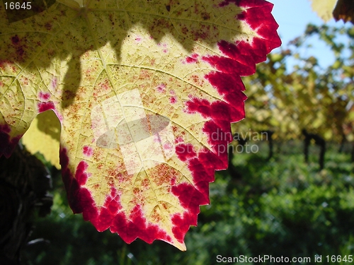 Image of Early autumn vine taste and colour