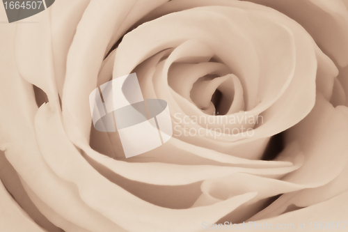 Image of white rose close up