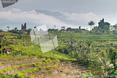 Image of rice fields in Bali, Indonesia