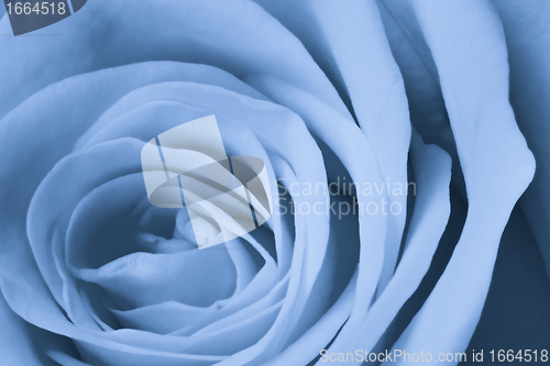 Image of blue rose close up