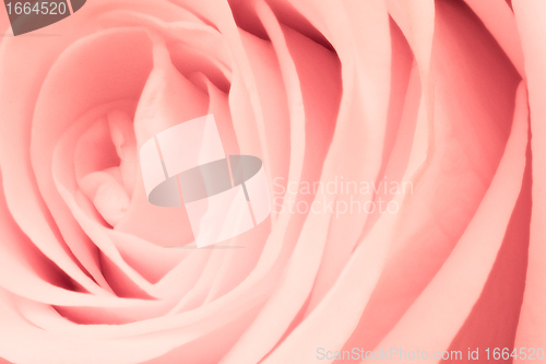 Image of pink rose close up