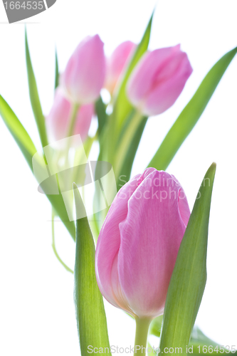Image of pink tulips