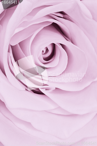 Image of violet rose close up