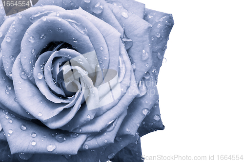 Image of blue rose
