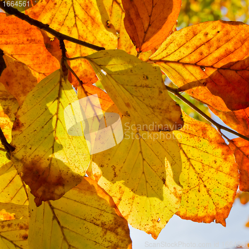Image of autumn foliage