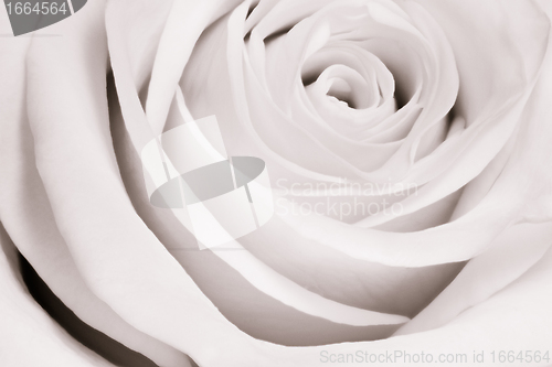 Image of white rose close up