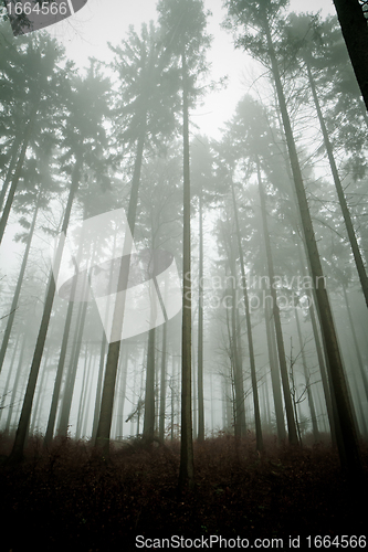 Image of misty forest