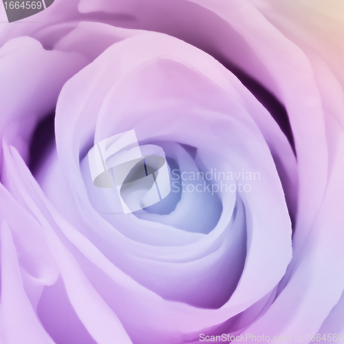 Image of multicolor rose