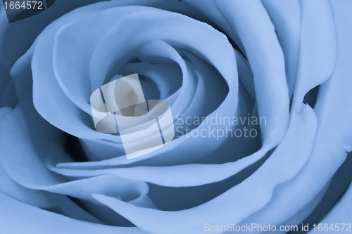 Image of blue rose close up