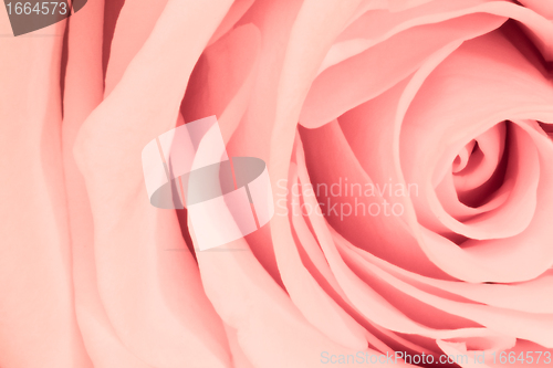 Image of pink rose close up