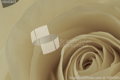 Image of white rose macro