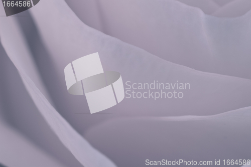 Image of rose macro
