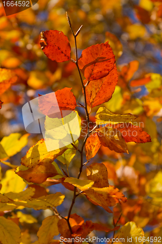 Image of autumn foliage