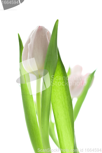 Image of tulips